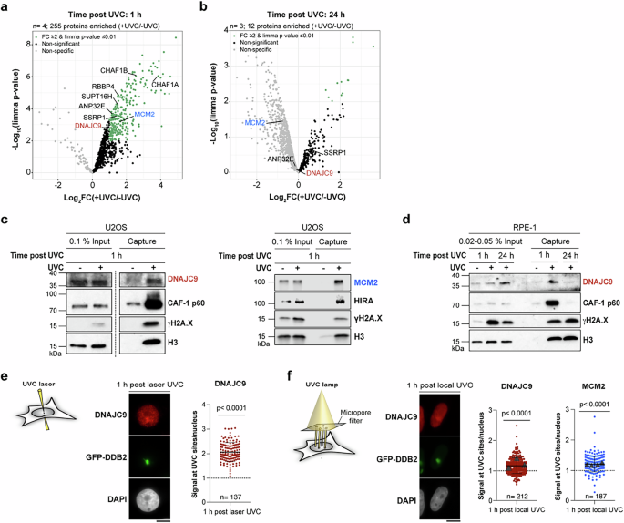 Fig. 3: DNAJC9 and MCM2 histone chaperones are recruited to sites of UV damage repair.