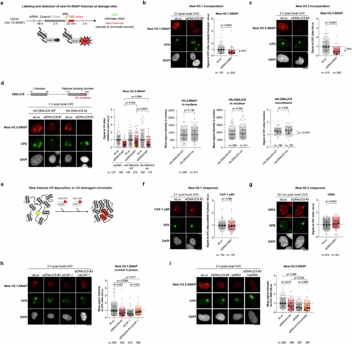 Fig. 4: DNAJC9 stimulates new H3 deposition at sites of UV damage repair.