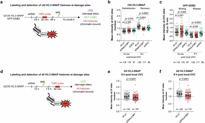 Fig. 5: DNAJC9 promotes old histone H3 recovery during chromatin repair.