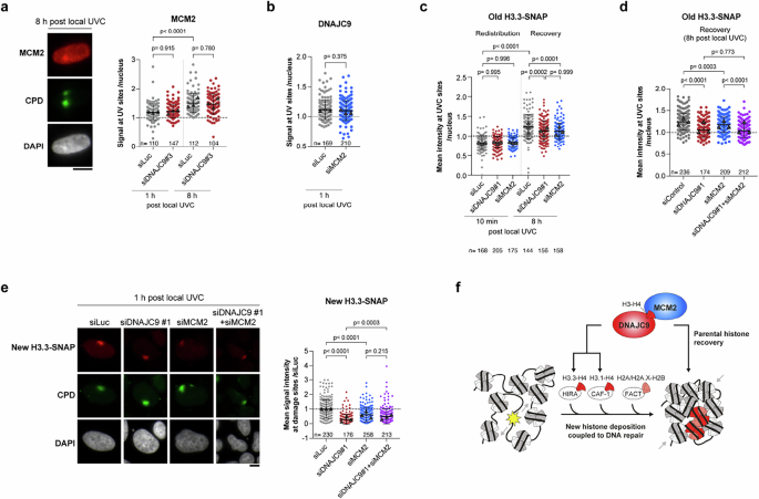 Fig. 6: DNAJC9 and MCM2 cooperate to stimulate new histone deposition and parental histone recovery at DNA repair sites.