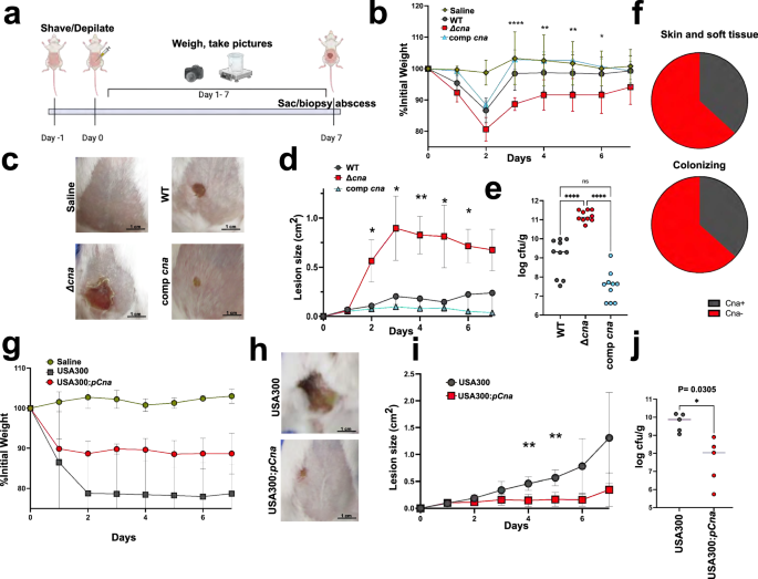 Fig. 1: Collagen binding adhesin reduces severity of S. aureus skin infection.