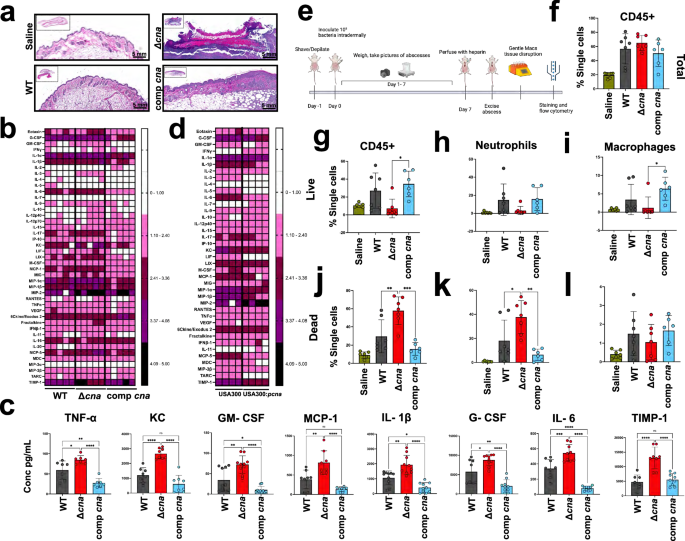 Fig. 2: Expression of collagen binding adhesin is sufficient to restrict host inflammatory responses.