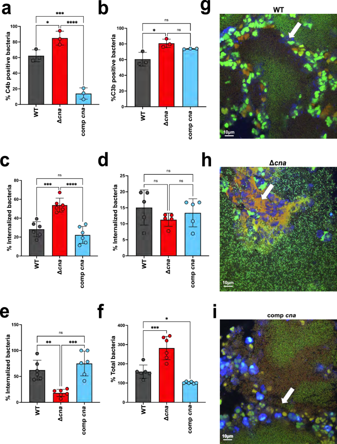Fig. 4: Cna binds to collagen motifs to alter the neutrophil response to bacteria.