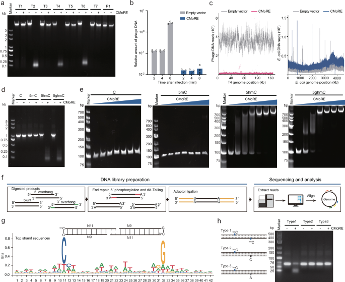 Fig. 2: E. coli O157:H7 CMoRE specifically degrades 5hmC- or 5ghmC-modified DNA.