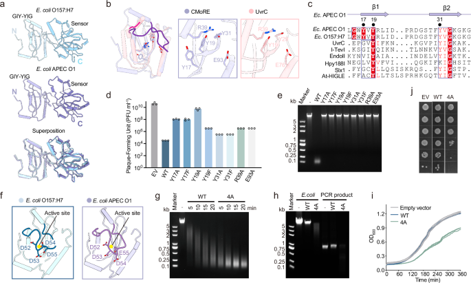 Fig. 3: Crystal structure of CMoRE.
