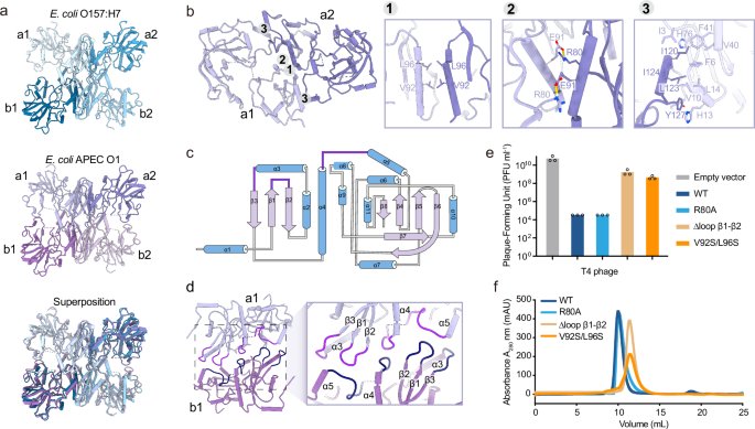 Fig. 4: The tetrameric assembly of CMoRE.