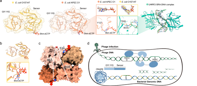 Fig. 5: CMoRE recognizes 5hmC.