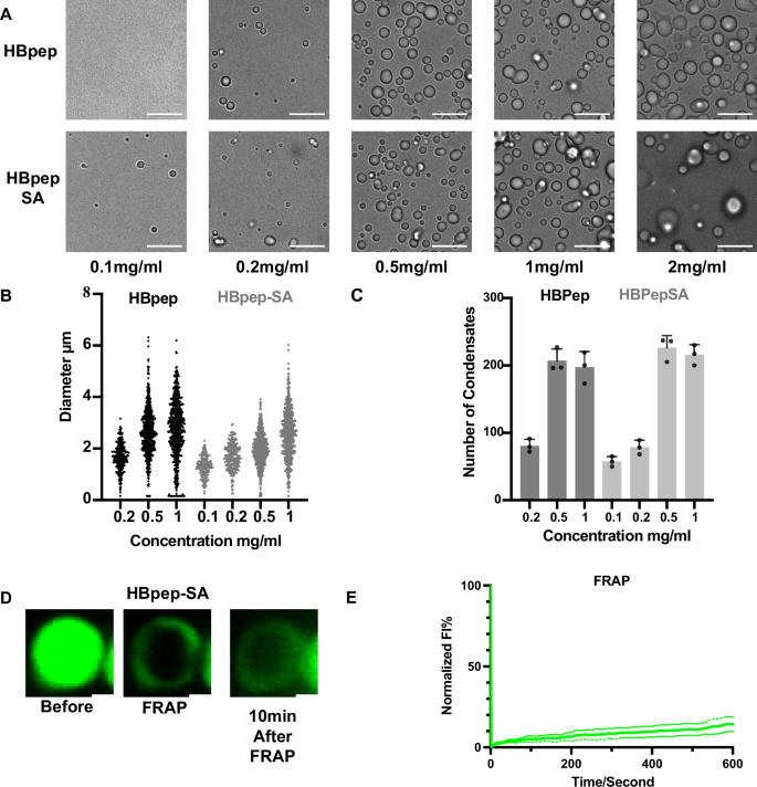 Fig. 1: Assembly and size control of HBpep and HBpep-SA gel-like peptide coacervates.