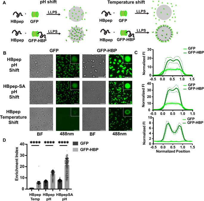 Fig. 2: Enhanced cargo loading and topological partitioning using disordered peptide tags.