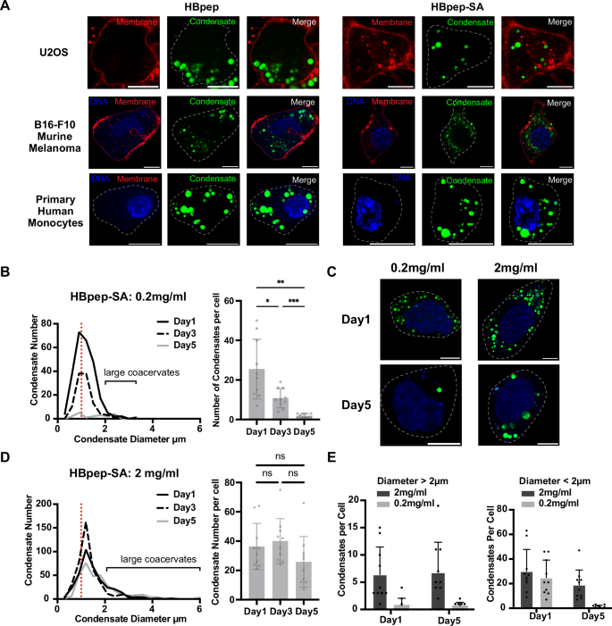 Fig. 3: Stable delivery of peptide coacervates to mouse and human cells and clinically relevant cell types.
