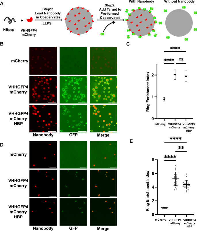 Fig. 4: Selective binding of protein targets to nanobody containing coacervates in vitro.