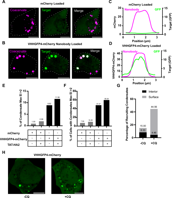 Fig. 5: Delivered VHHGFP4 HBpep-SA “Hubs” bind to and enrich native target GFP protein.