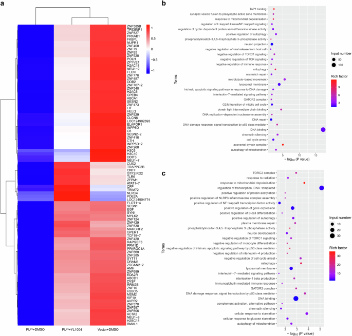 Fig. 4: Transcriptomic profiling reveals PLpro-mediated immune suppression and YL1004-induced restoration of antiviral gene expression.
