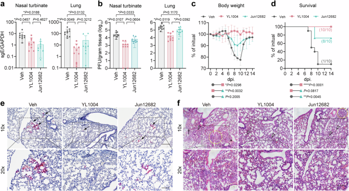 Fig. 6: In vivo antiviral efficacy of YL1004.