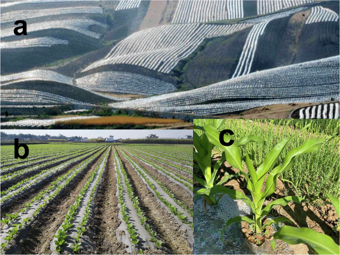 Fig. 1: Plastic films applied to the soil surface as physical mulches.