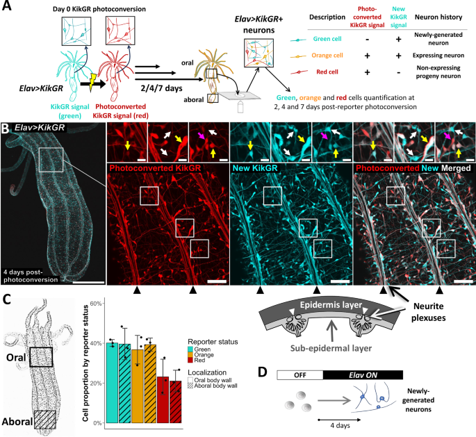 Fig. 1: Adult neurogenesis across the primary body axis underlies nerve net expansion.