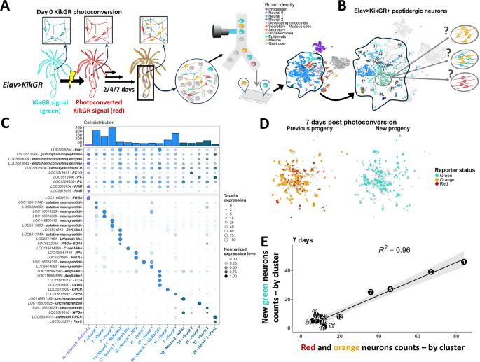 Fig. 2: Adult neurogenesis generates all Elav+ peptidergic neuron subtypes.