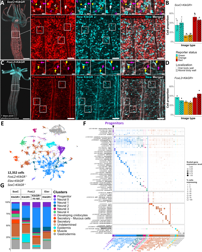 Fig. 3: Progeny cells from the SoxC>KikGR and FoxL2>KikGR drivers encompass cnidocyte, secretory, and neural cells.