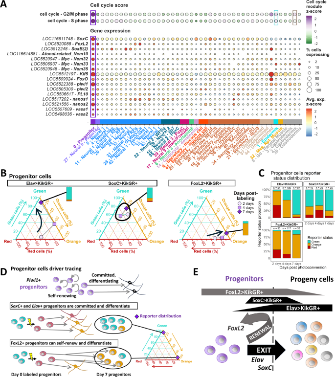 Fig. 4: A progenitor cell pool that self-renews and differentiates.