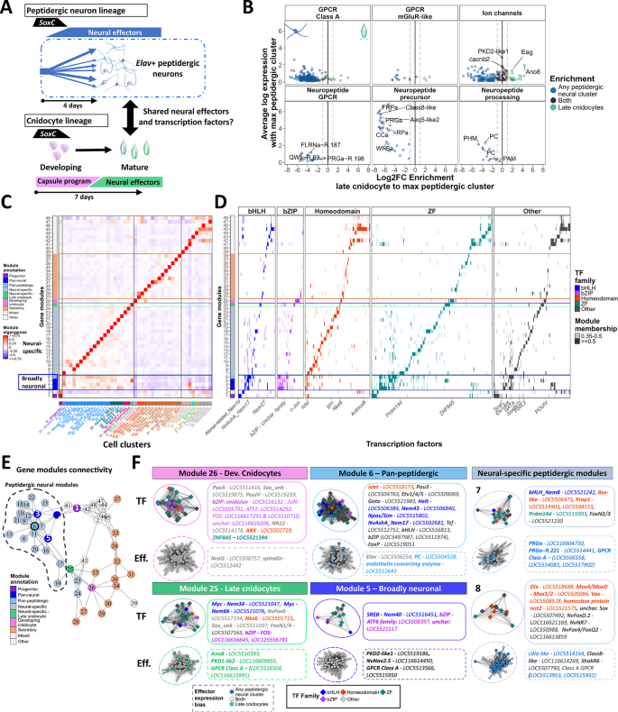 Fig. 6: Peptidergic neurons and cnidocytes deploy distinct TF-effector gene modules with bHLH and bZIP factors for broad neural identity and a subtype-specific homeodomain code.