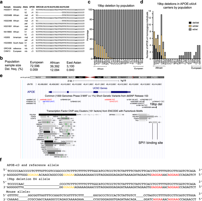 Fig. 1: A 19 bp deletion is common in African APOE-ε4 Alleles.