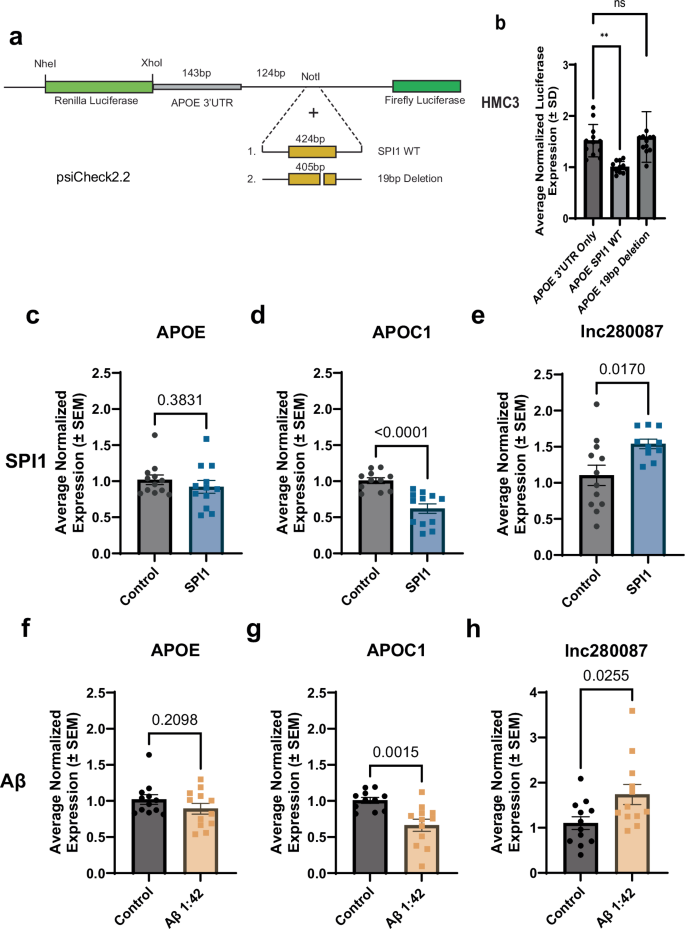 Fig. 4: The region 1 kb distal to the APOE 3′UTR acts as a transcriptional repressor and Aβ and SPI1 treatment impacts APOE-associated transcript expression in HMC3 cells.