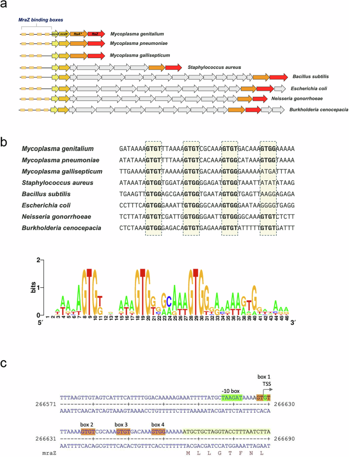 Fig. 1: Schematic representation of the division cell wall operon and consensus MraZ binding boxes in different bacterial species.