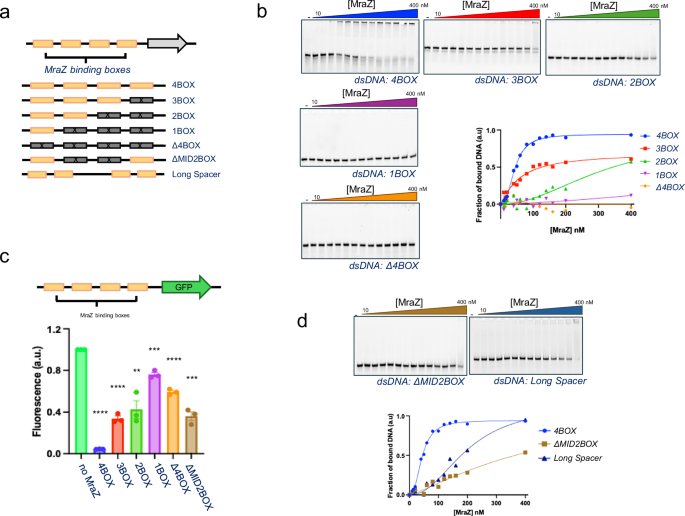 Fig. 2: MraZ binding characterization to the promoter region of dcw cluster from Mycoplasma genitalium.