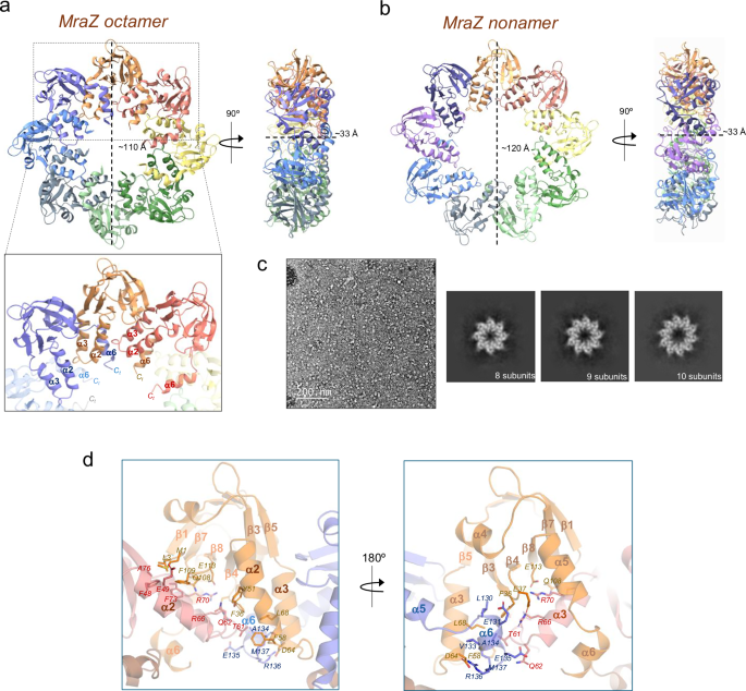 Fig. 3: Crystal structures of the octamer and nonameric assemblies of MraZ.