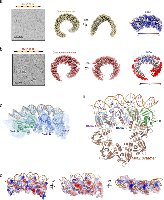 Fig. 4: CryoEM structure of MraZ in complex with its cognate DNA promoter region.