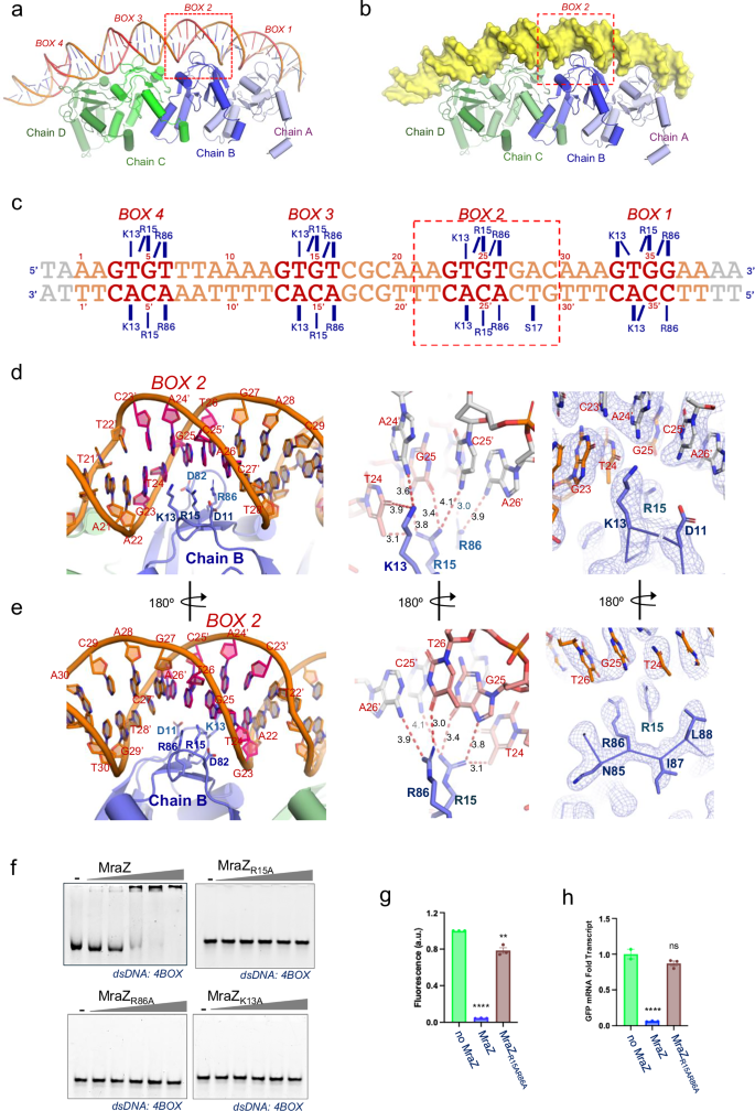 Fig. 5: Specific interactions of MraZ subunits with the DNA binding boxes.