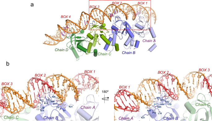 Fig. 6: Specific and non-specific contacts of the DNA binding Box2 with Mraz.