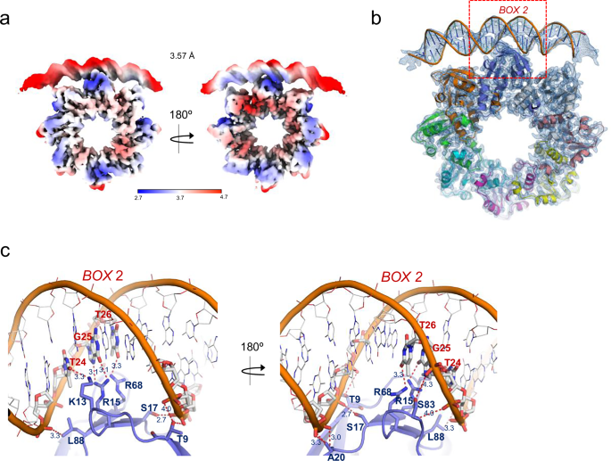Fig. 7: CryoEM structure of the Mraz octamer bound to 1-box of the promoter.