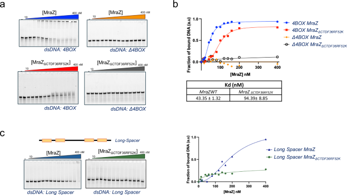 Fig. 8: MraZ and MraZΔCTDF36RF52K binding analysis to the promoter region of dcw cluster from M. genitalium.