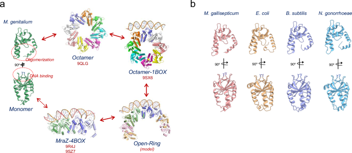 Fig. 9: Model of the binding mechanism of MraZ to the DNA promoter.