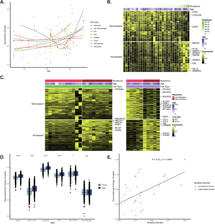 Fig. 5: Somatic mutations called from RNAseq data and association with aging and transcriptional entropy.