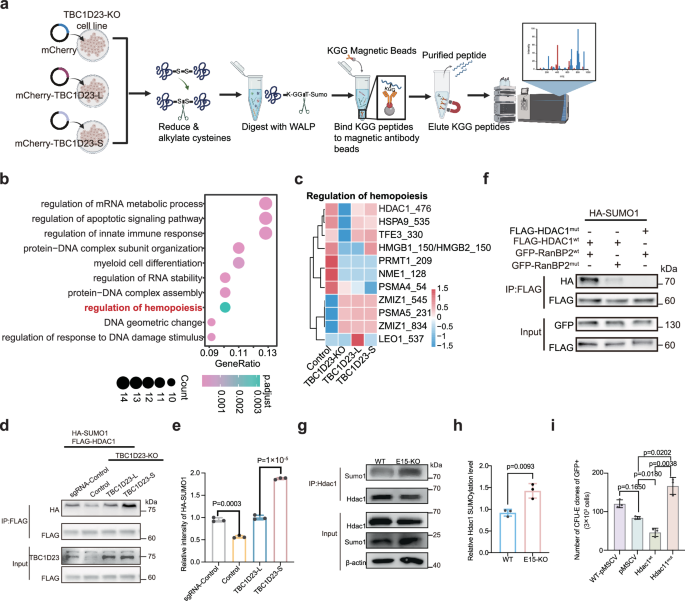 Fig. 7: TBC1D23-E15 modulates erythropoiesis by regulating the SUMOylation of HDAC1.