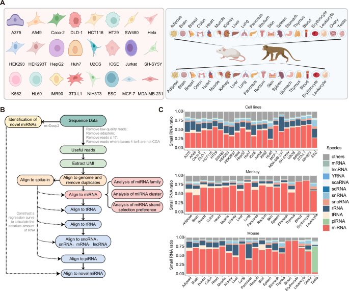 Fig. 2: Overview of miRNA expression across various tissues and cell lines.