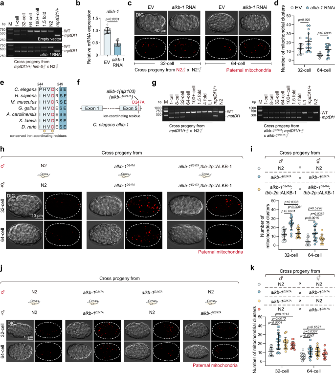 Fig. 1: ALKB-1 demethylase impairment causes PME delay.