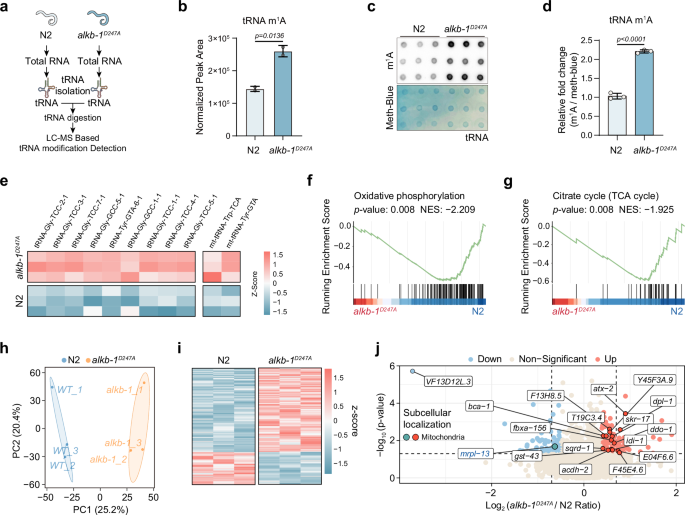 Fig. 2: ALKB-1 inactivation leads to tRNA m1A elevation and mitochondrial proteostasis disruption.