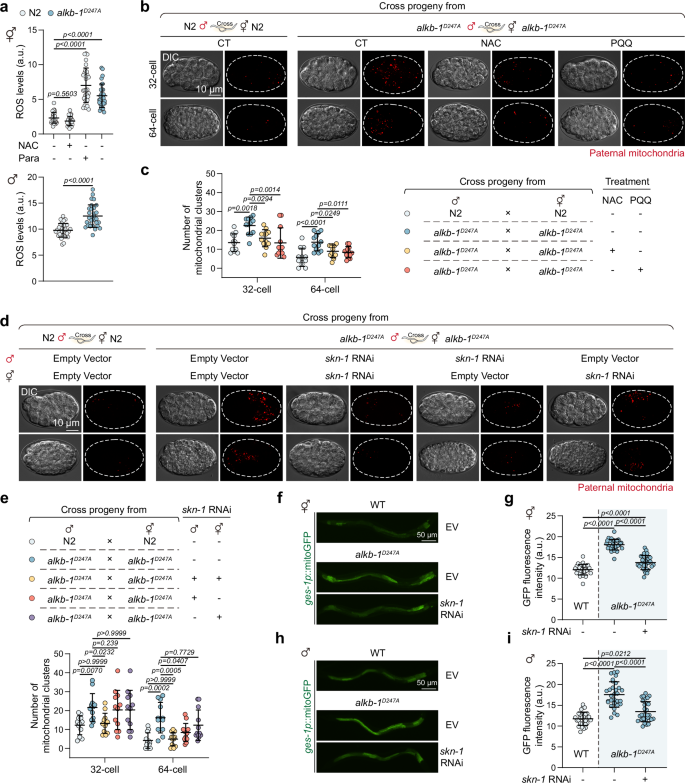 Fig. 4: ALKB inactivation induces PME delay that depends on ROS generation and SKN-1 activation.