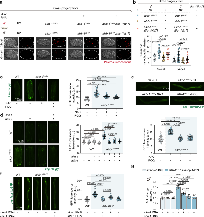 Fig. 5: Epistasis analysis of SKN-1 and ATFS-1 in PME delay induced by alkb-1 inactivation.