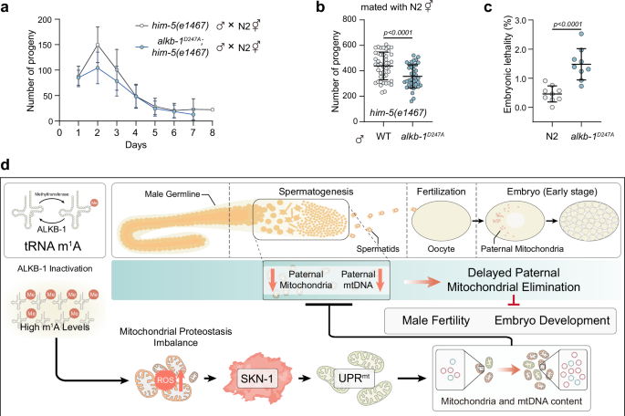 Fig. 6: ALKB-1 inactivation impacts sperm fertility and embryo viability.