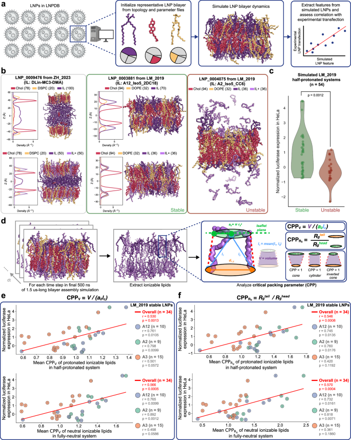 Fig. 4: LNPDB facilitates MD simulations of LNP membrane dynamics, uncovering new structure-function relationships towards predicting delivery performance.