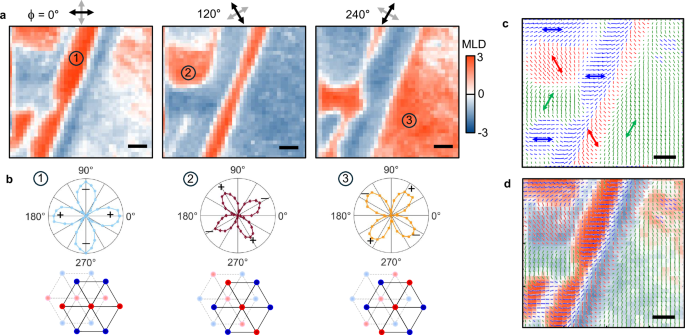 Fig. 4: Spatially-resolved images of nematic (single-Q) AFM domains in Co1/3TaS2, acquired via scanning MLD microscopy.