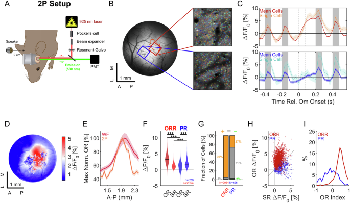 Fig. 2: Omission responses in single cells dominate in the omission-responsive region.