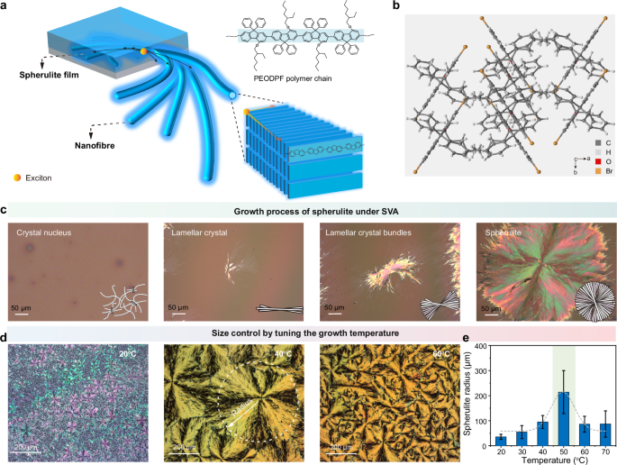 Fig. 1: Formation mechanism of submillimeter-scale spherulite film.