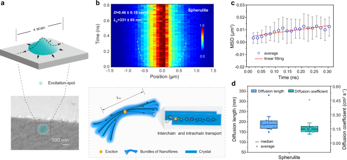 Fig. 4: Exciton diffusion in PEODPF submillimeter-scale spherulite.