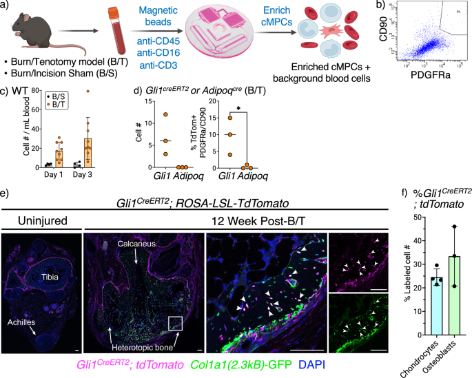 Fig. 1: B/T injury leads to the early release of cMPCs.