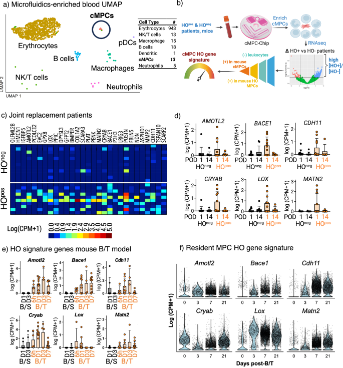 Fig. 2: Stepwise filtering of differentially expressed genes identifies highly specific cMPC-based markers for HO.
